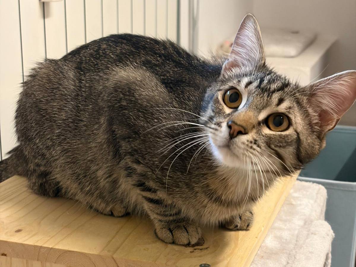 Adotta un gatto, taglia non valida, maschio, Milano