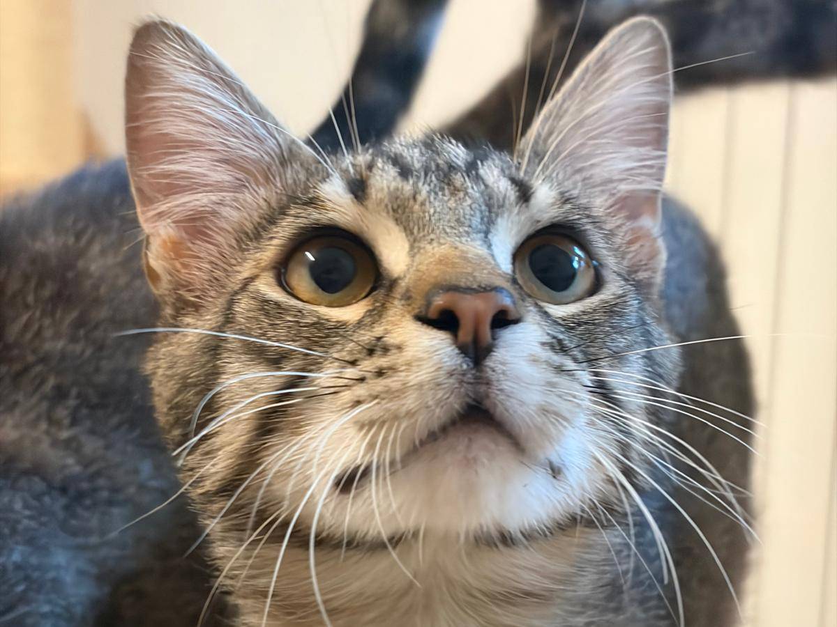 Vuoi adottare un gatto a Milano?