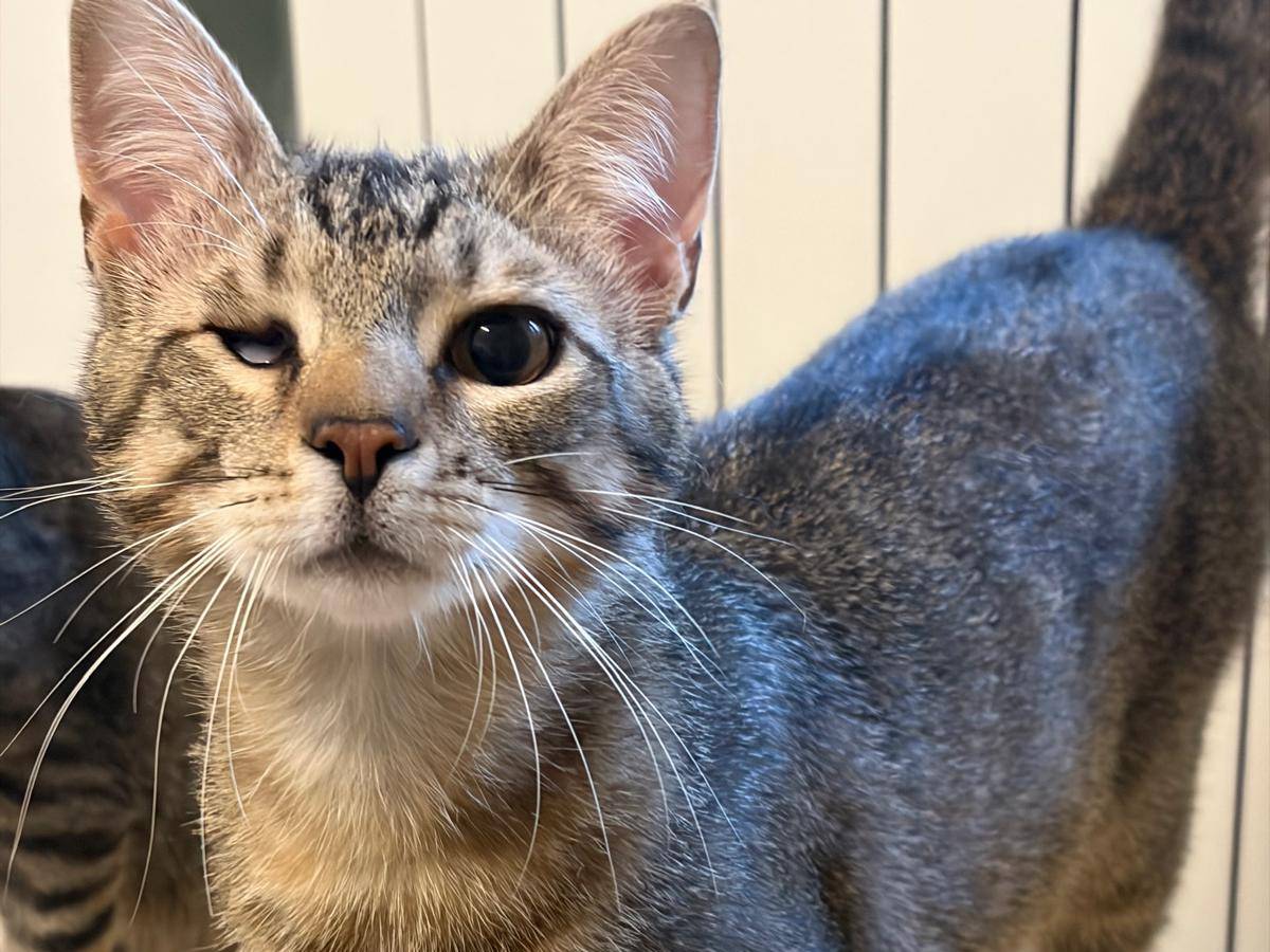 Adotta il gatto Leo e Merlino a Milano