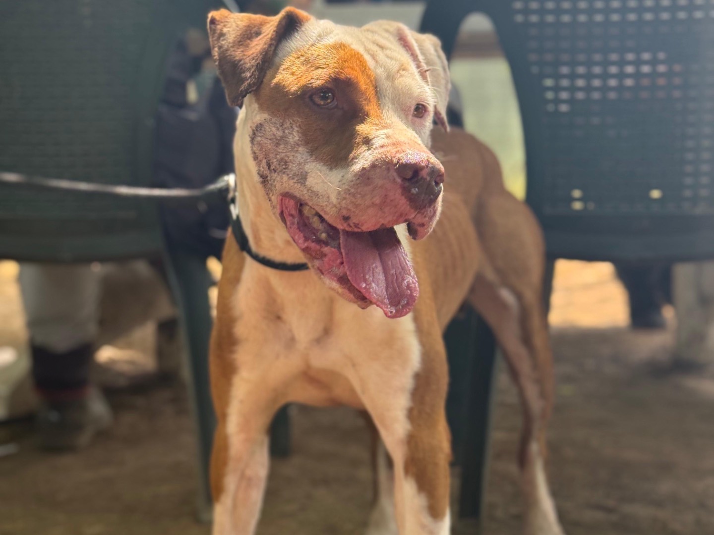 Adozione cane, femmina, Pitbull Razza sconosciuta, 3 anni e 7 mesi, taglia media, Milano