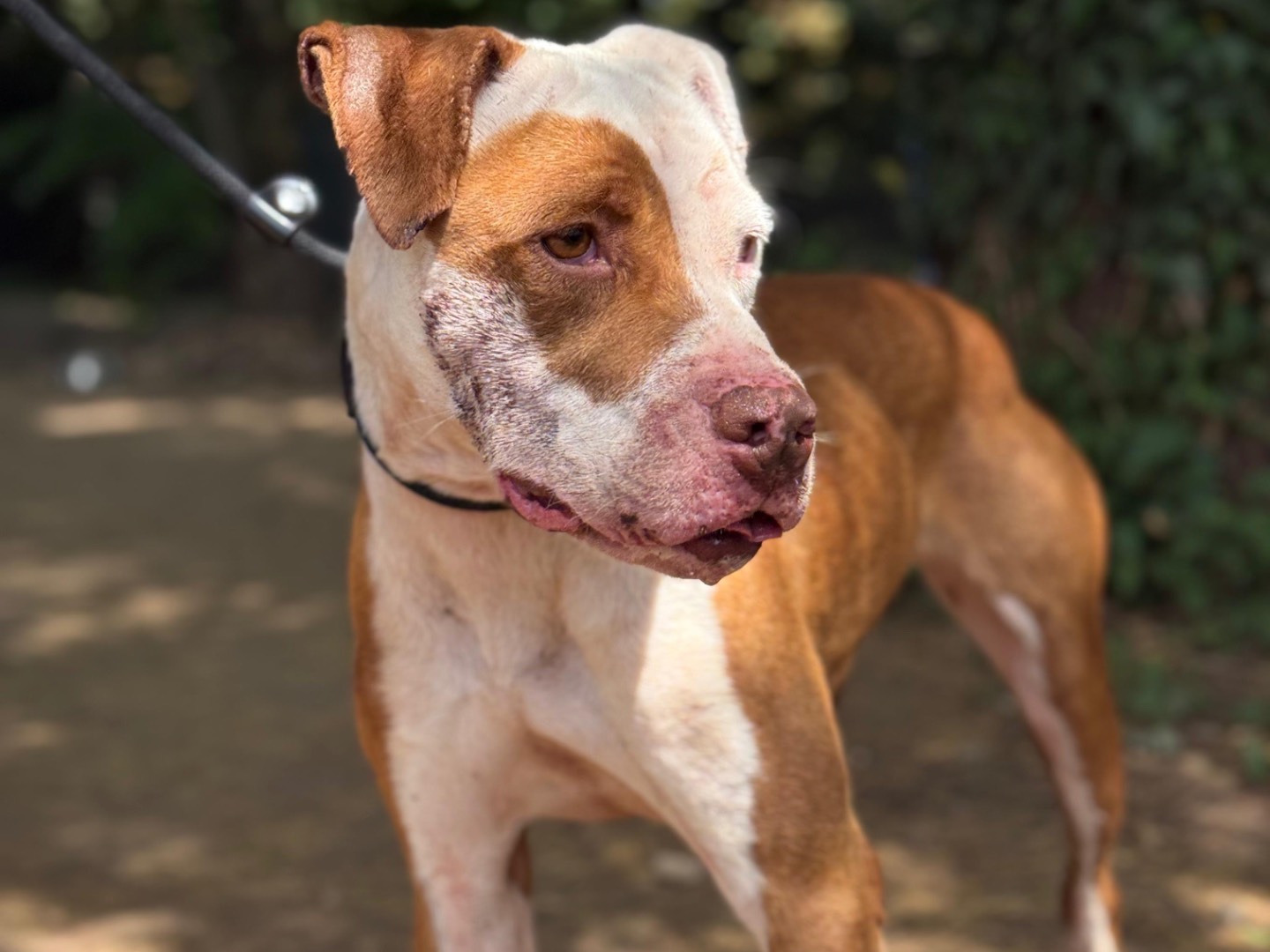 Adotta un cane, femmina, 3 anni e 7 mesi, Milano