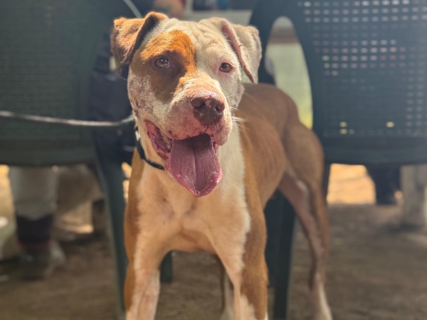 Adotta un cane, taglia media, femmina, Milano