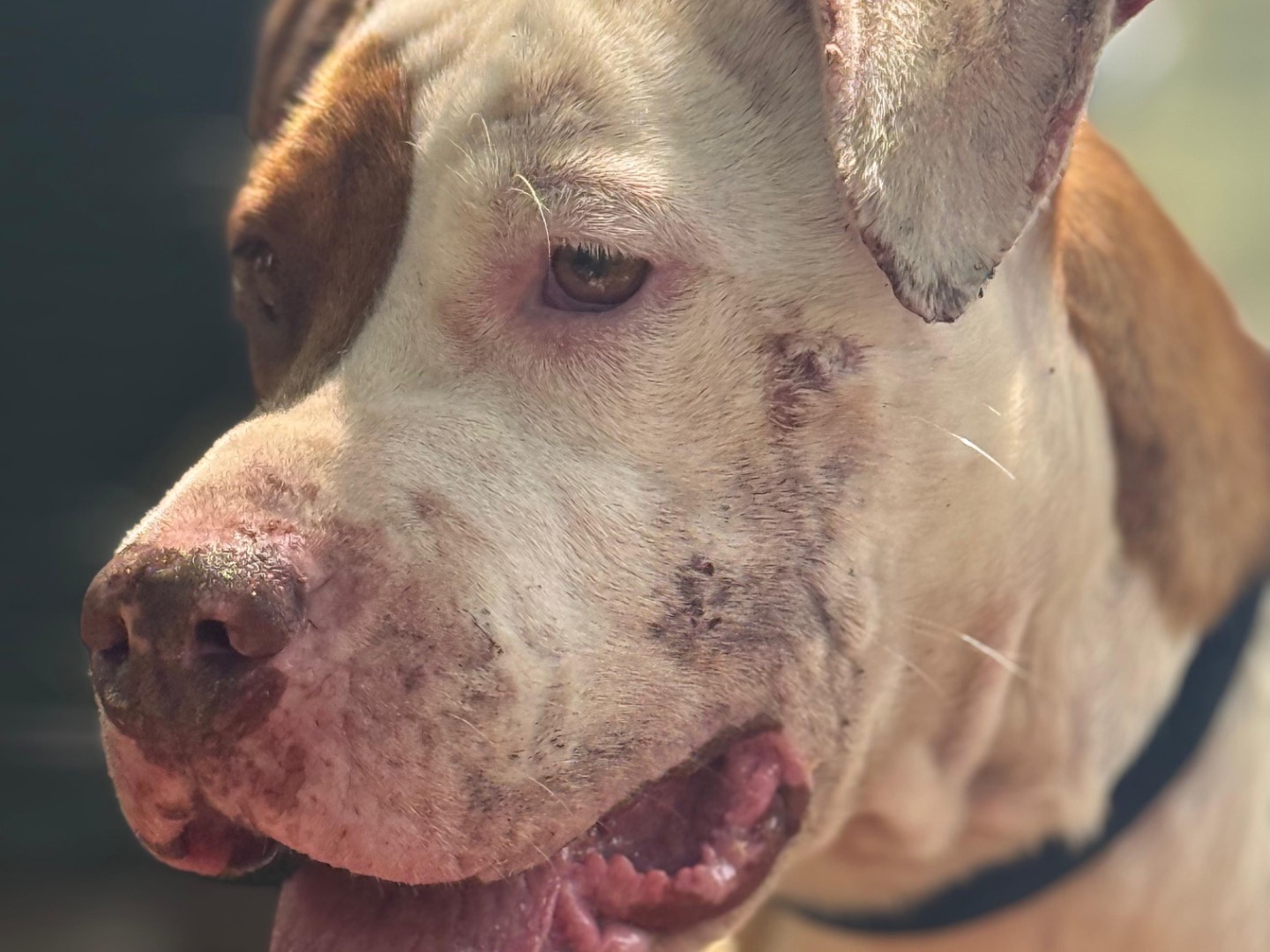 Vuoi adottare un cane a Milano?