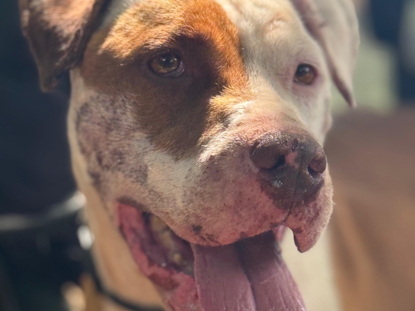 Adotta il cane Atena  a Milano