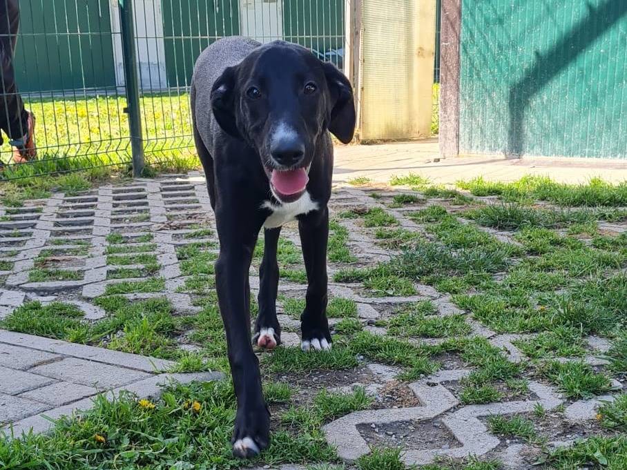 Adozione cane, maschio, Drahtaar Razza sconosciuta, 4 mesi, taglia media, Torino