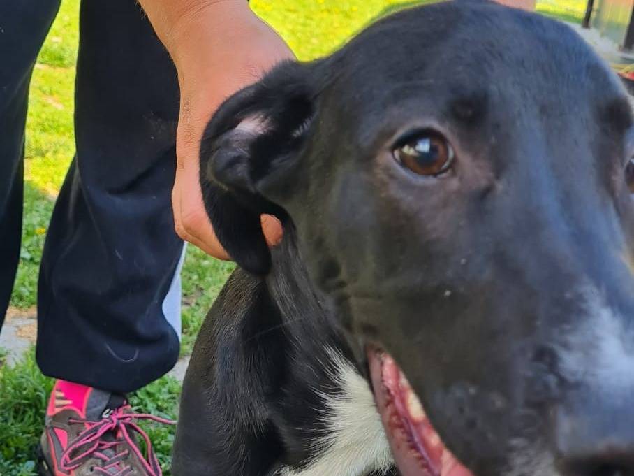 Adotta un cane, maschio, 4 mesi, Torino