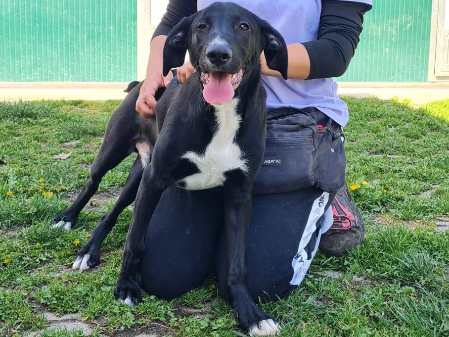 Adotta un cane, taglia media, maschio, Torino