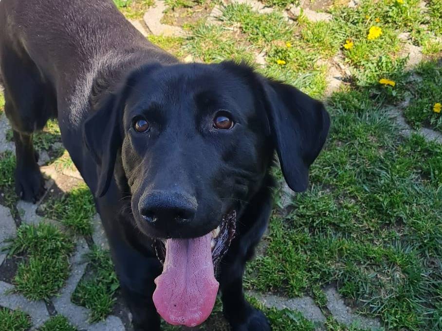 Adozione cane, maschio, Flat coated retriever Labrador Retriever, 5 anni e 8 mesi, taglia grande, Torino