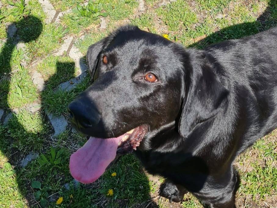 Adotta un cane, maschio, 5 anni e 8 mesi, Torino