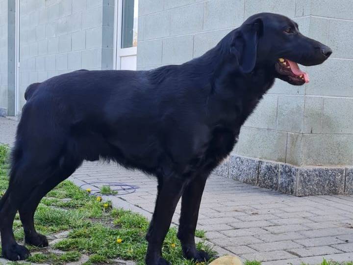 Adotta un cane, taglia grande, maschio, Torino