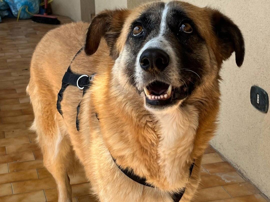 Adotta un cane, femmina, 4 anni e 1 mese, Teramo