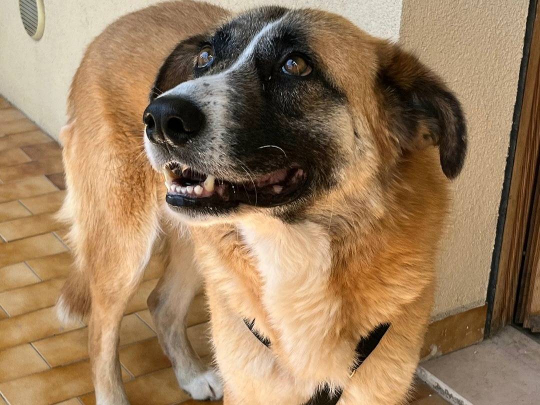 Adotta un cane, taglia grande, femmina, Teramo