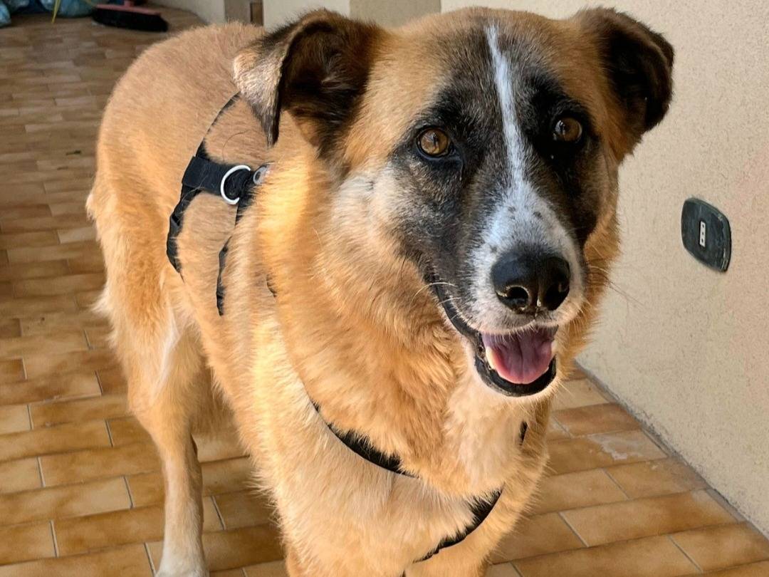 Vuoi adottare un cane a Teramo?