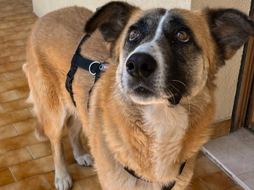 Adotta il cane Ambra  a Teramo