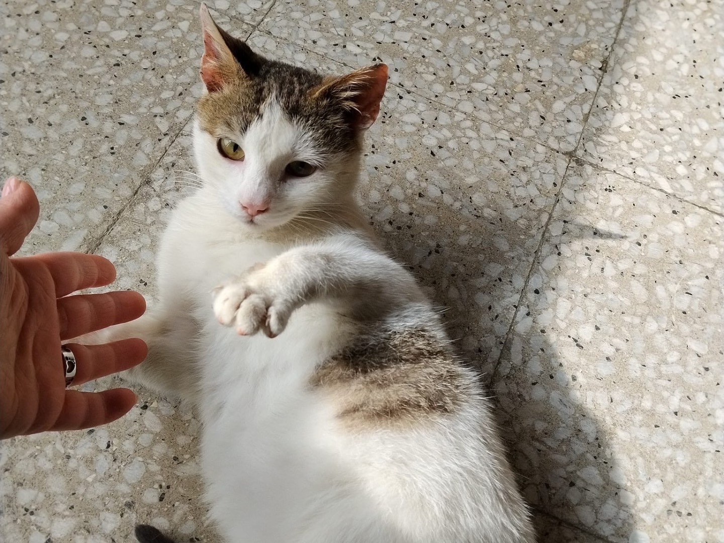 Adozione gatto, femmina, Razza sconosciuta Razza sconosciuta, 4 mesi, taglia non valida, Bari