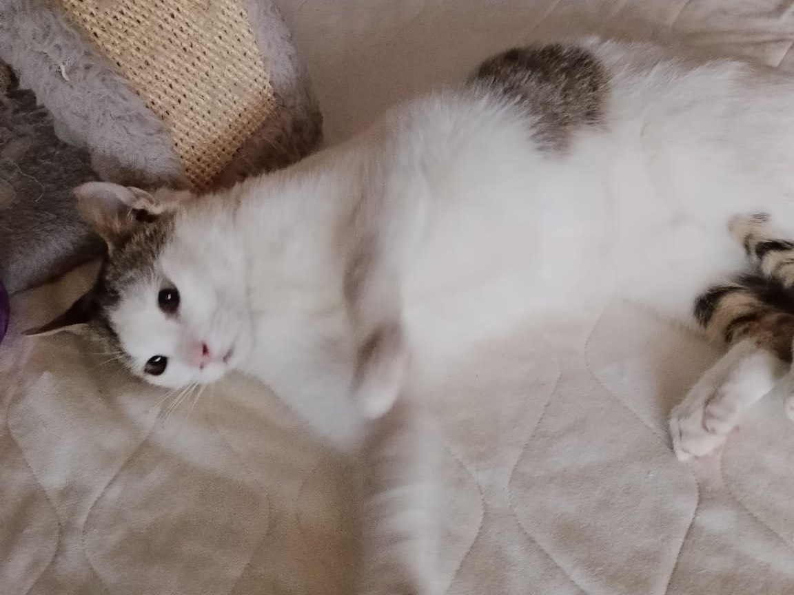 Adotta un gatto, femmina, 4 mesi, Bari