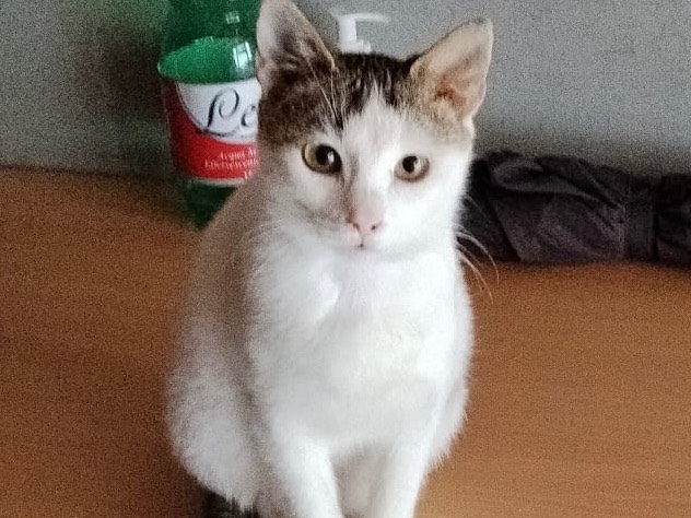 Adotta un gatto, taglia non valida, femmina, Bari