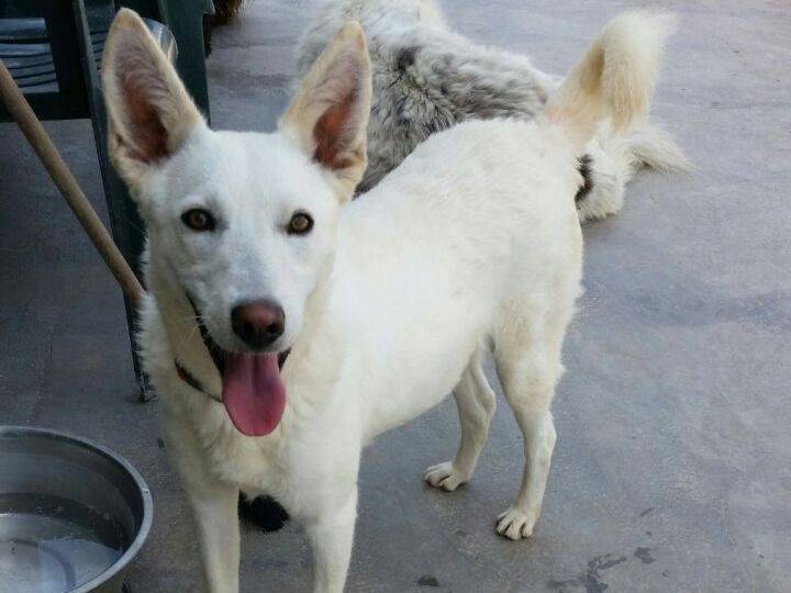 Adozione cane, femmina, Razza sconosciuta Razza sconosciuta, 10 anni, taglia media, Milano