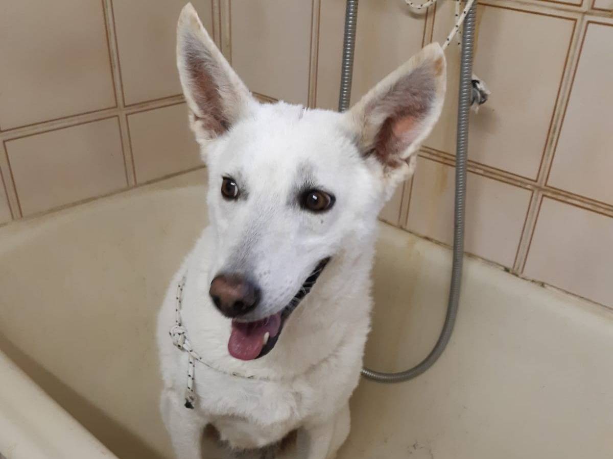 Adotta un cane, femmina, 10 anni, Milano