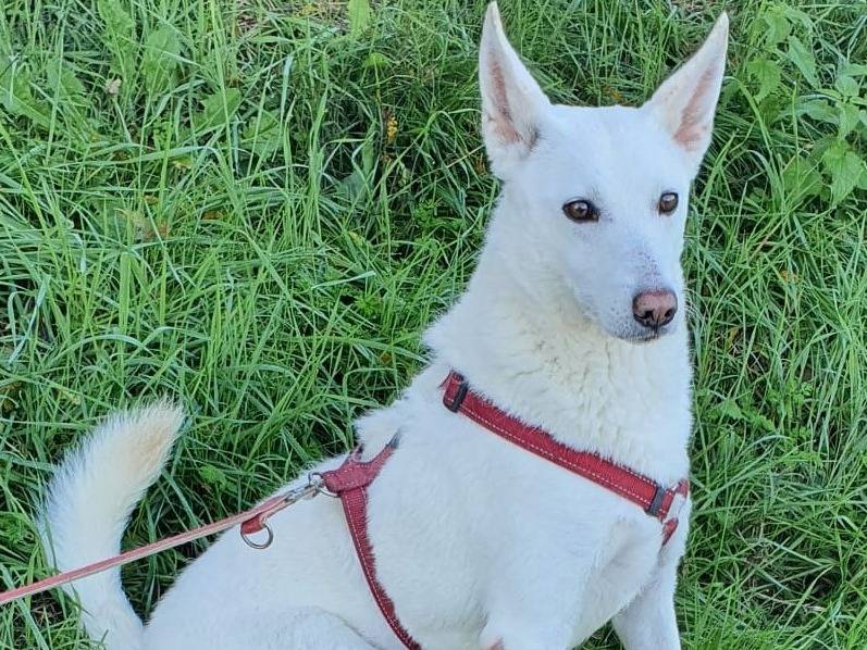 Vuoi adottare un cane a Milano?