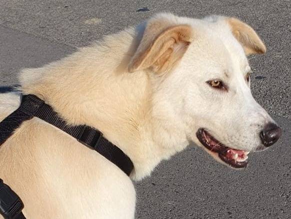 Adotta un cane, maschio, 4 anni e 2 mesi, Milano