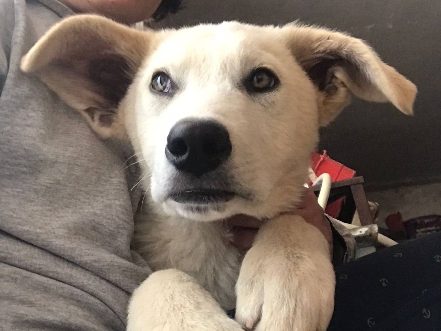 Adotta il cane IVOO a Milano