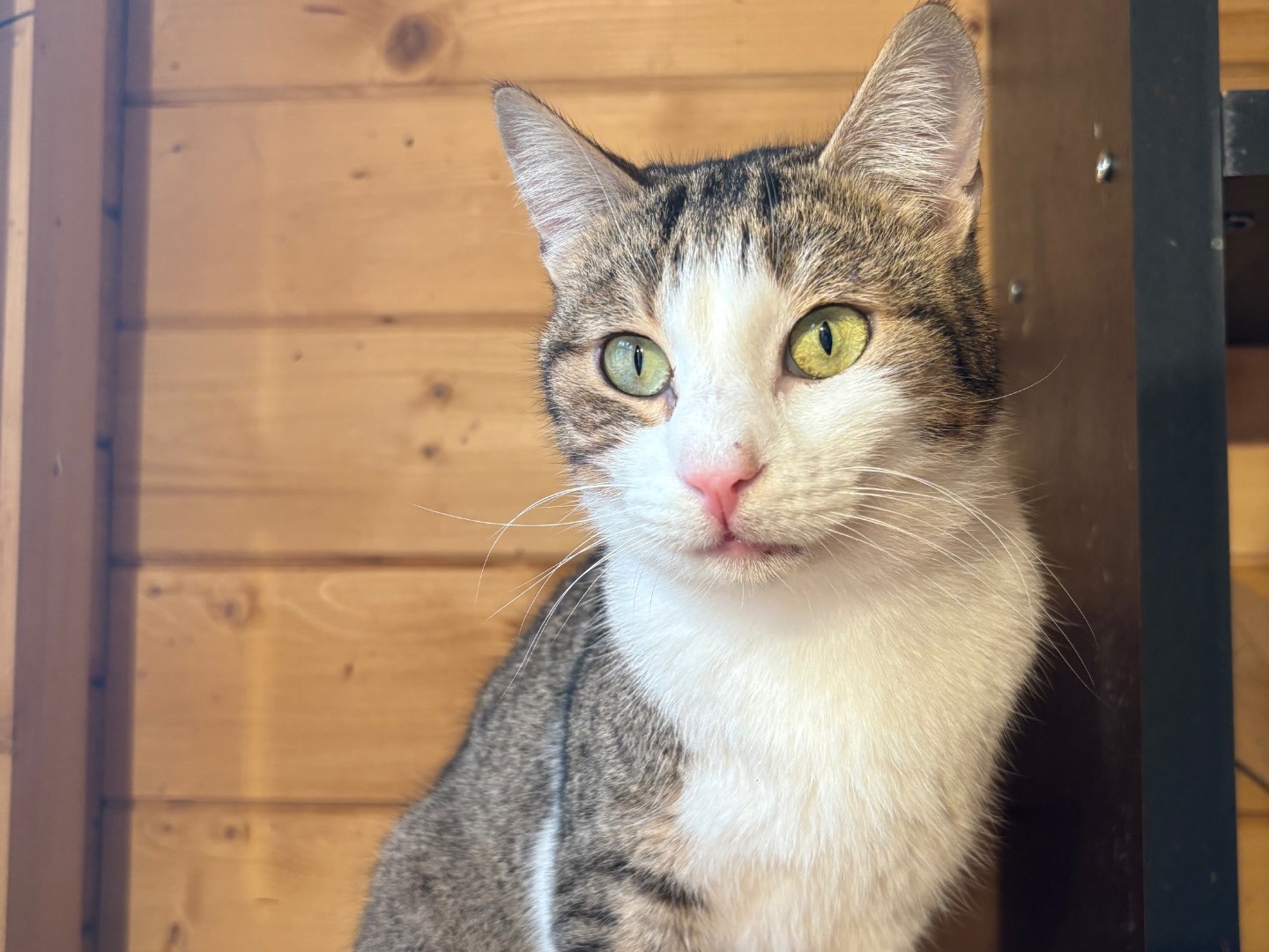 Adozione gatto, femmina, Razza sconosciuta Razza sconosciuta, 3 anni e 10 mesi, taglia non valida, Livorno