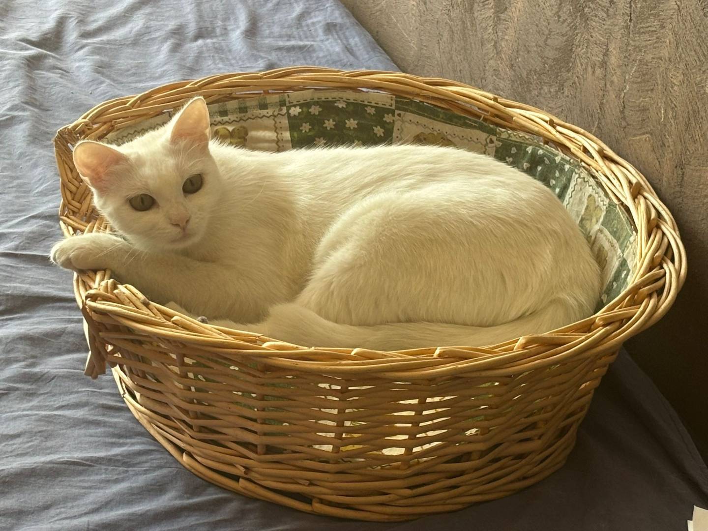 Adozione gatto, maschio, Razza sconosciuta Razza sconosciuta, 1 anno, taglia non valida, Torino