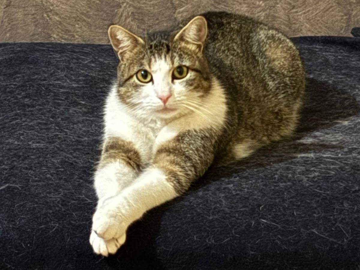 Adotta un gatto, maschio, 1 anno, Torino