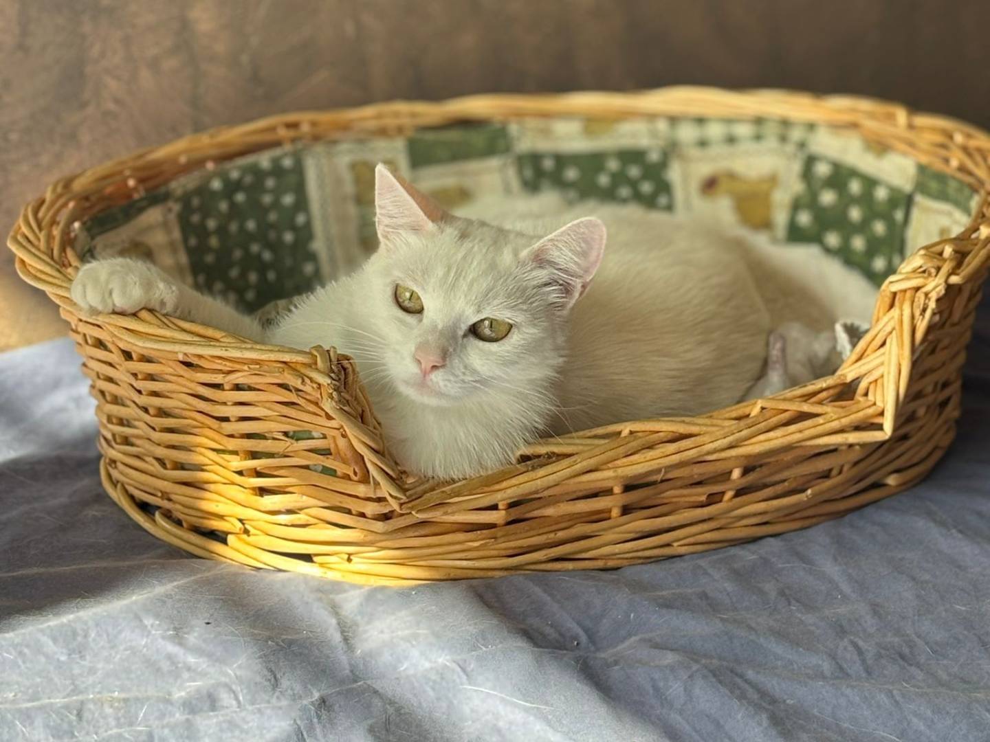 Adotta un gatto, taglia non valida, maschio, Torino