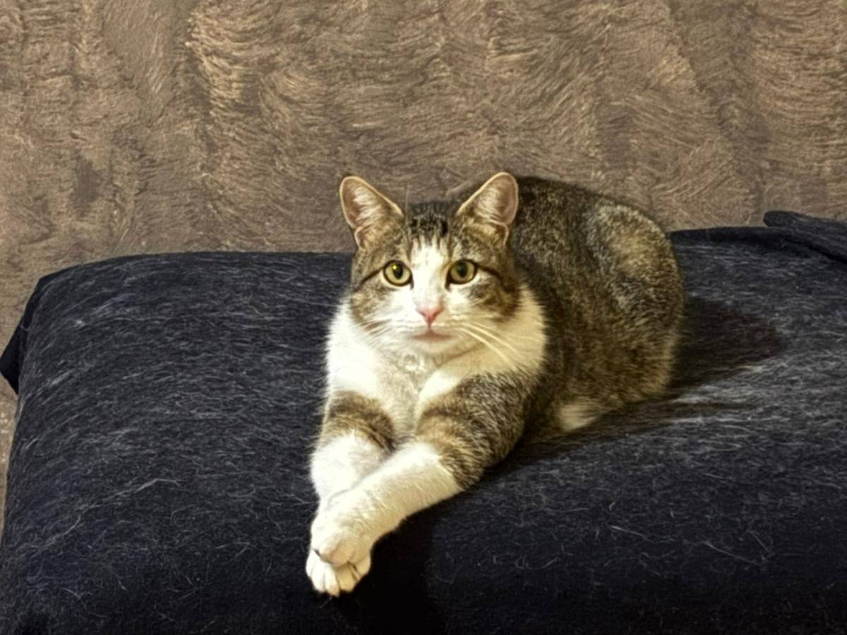 Vuoi adottare un gatto a Torino?