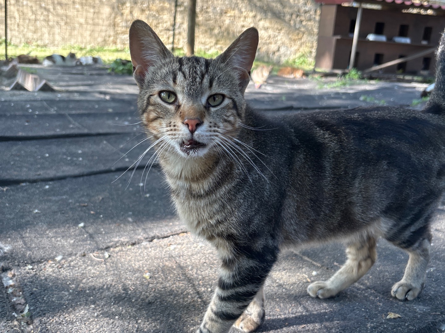 Adotta un gatto, maschio, 7 anni e 2 mesi, Livorno
