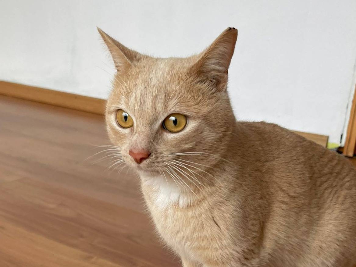 Adozione gatto, maschio, Razza sconosciuta Razza sconosciuta, 1 anno e 10 mesi, taglia non valida, Brescia