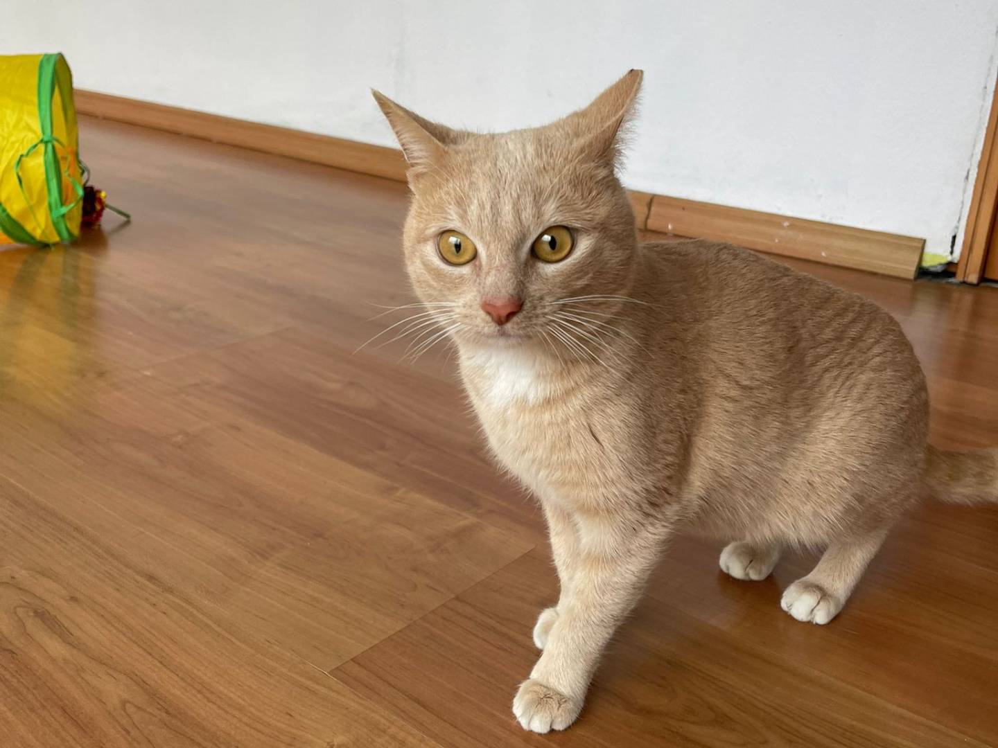 Adotta un gatto, maschio, 1 anno e 10 mesi, Brescia