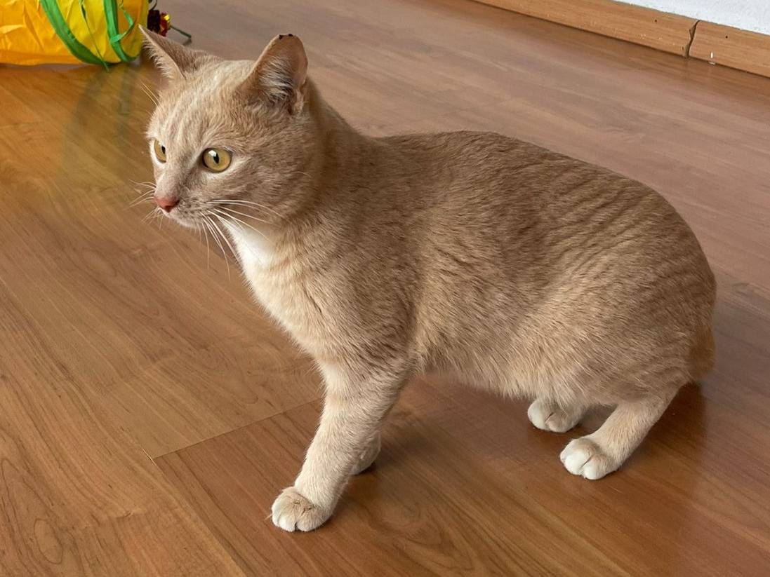 Adotta un gatto, taglia non valida, maschio, Brescia