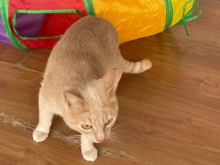 Vuoi adottare un gatto a Brescia?