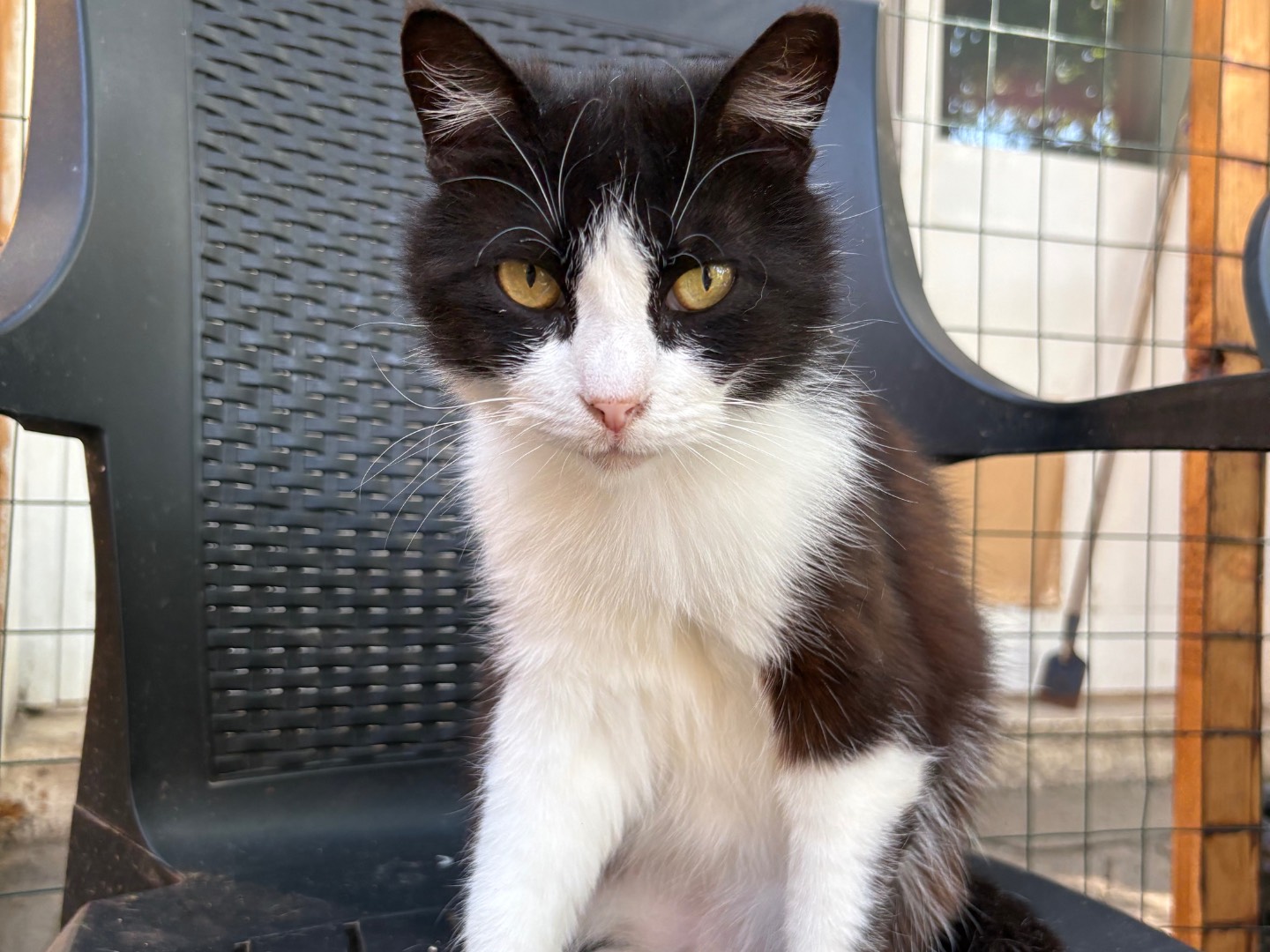 Adozione gatto, maschio, Razza sconosciuta Razza sconosciuta, 3 anni e 2 mesi, taglia non valida, Livorno