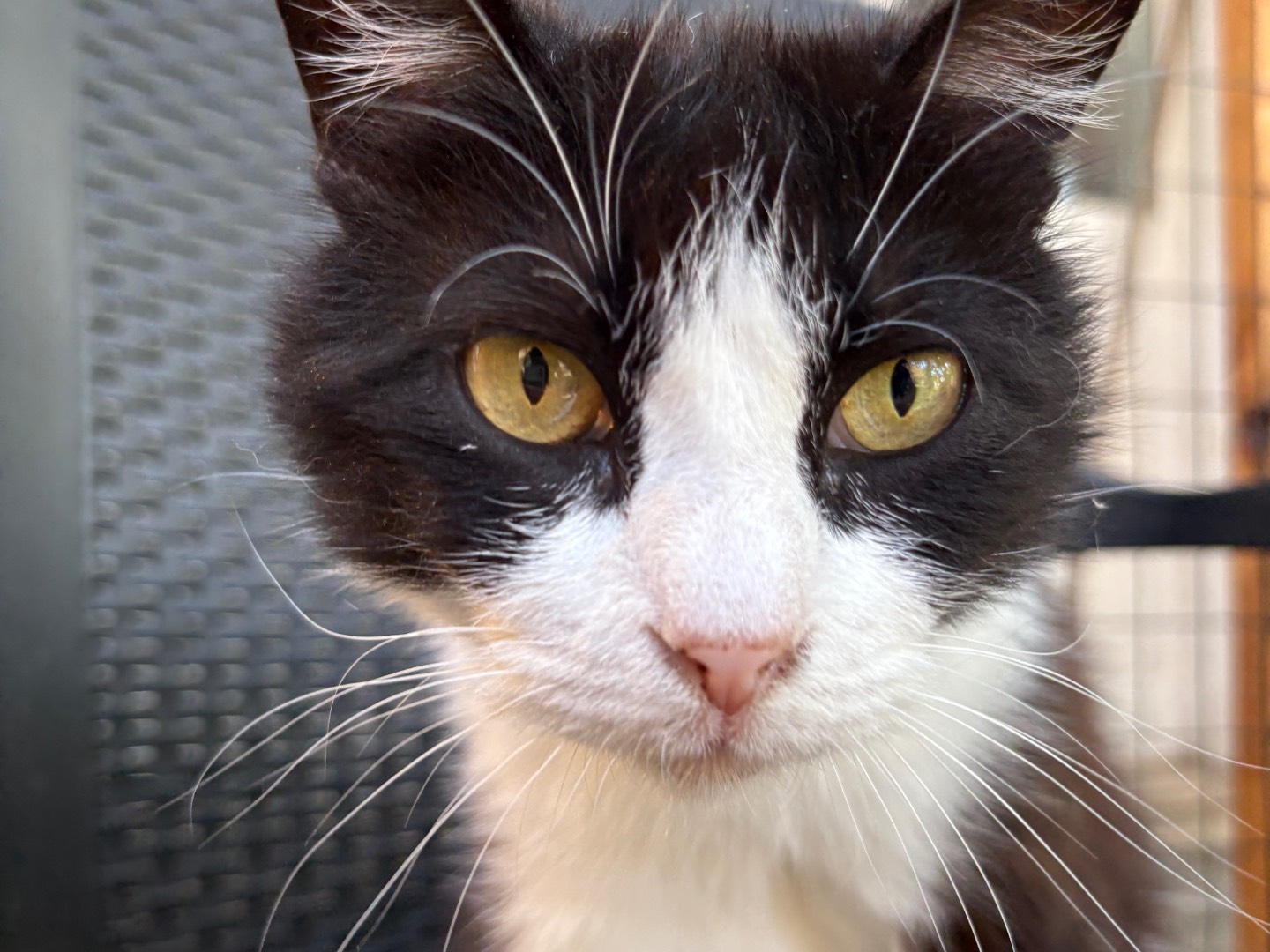 Adotta un gatto, maschio, 3 anni e 2 mesi, Livorno