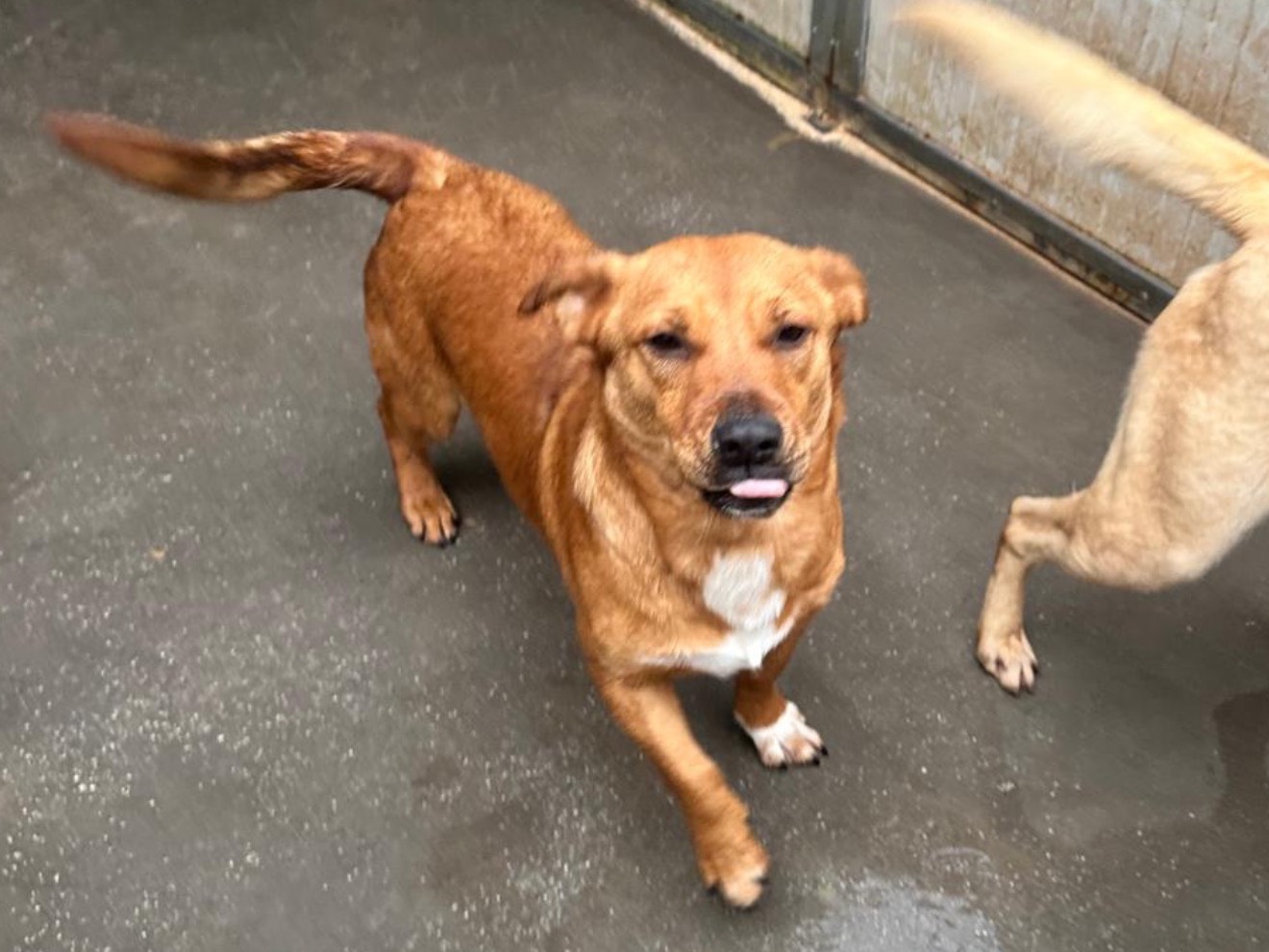 Adozione cane, maschio, Razza sconosciuta Razza sconosciuta, 3 anni e 3 mesi, taglia media contenuta, Latina