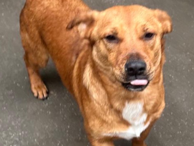 Adotta un cane, maschio, 3 anni e 3 mesi, Latina