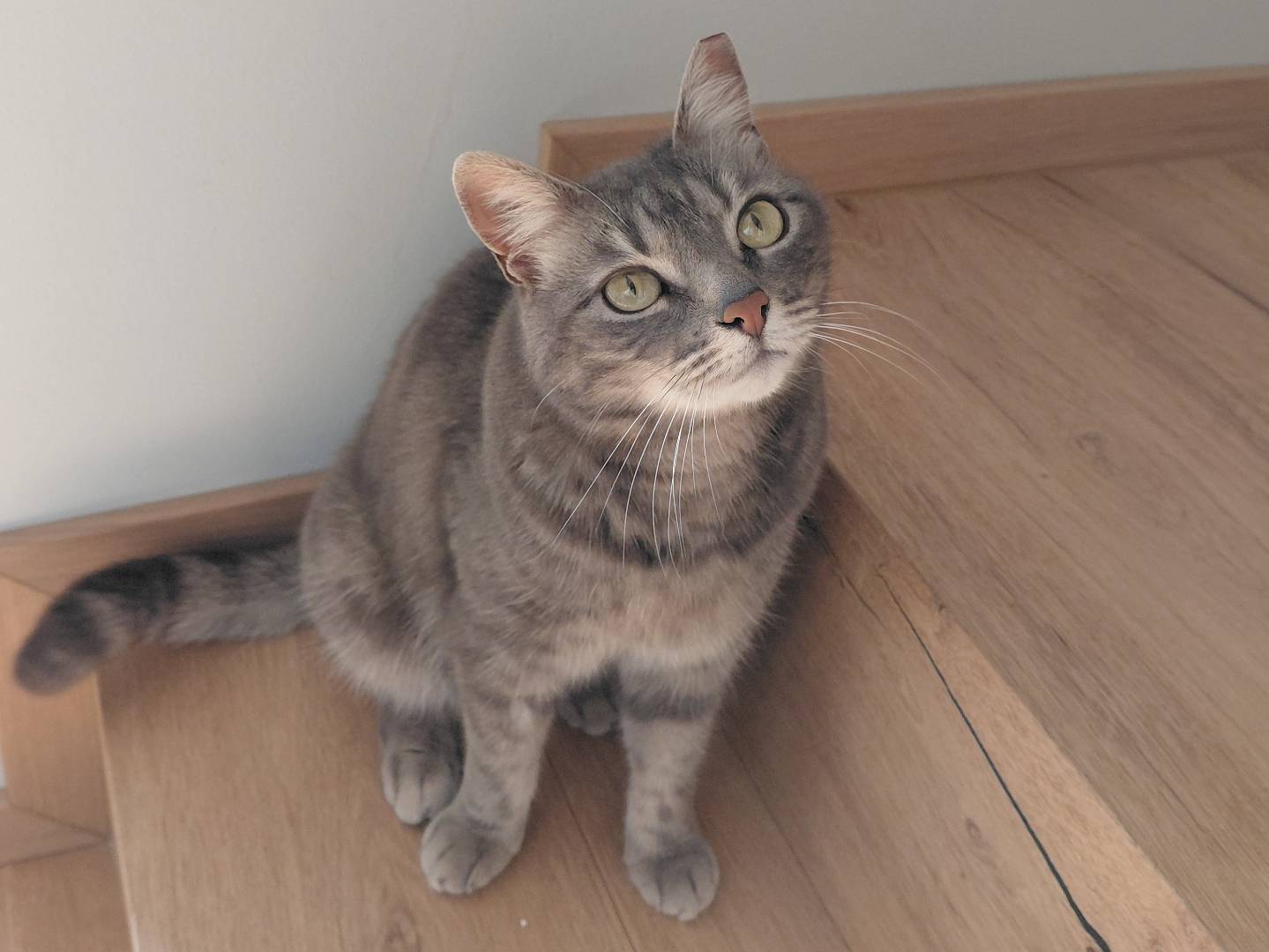 Vuoi adottare un gatto a Brescia?