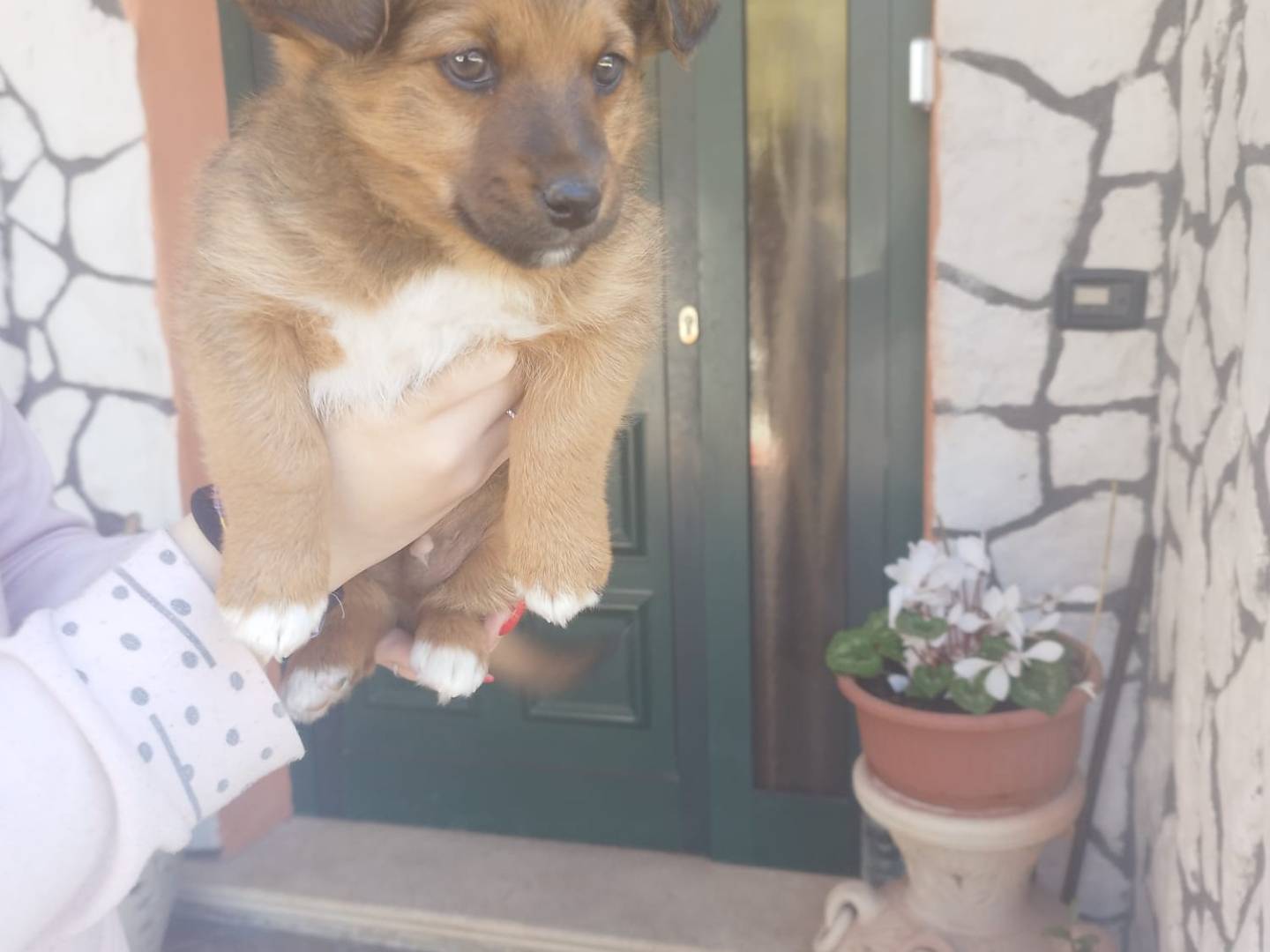 Adozione cane, maschio, Razza sconosciuta Razza sconosciuta, 2 mesi, taglia piccola, Frosinone