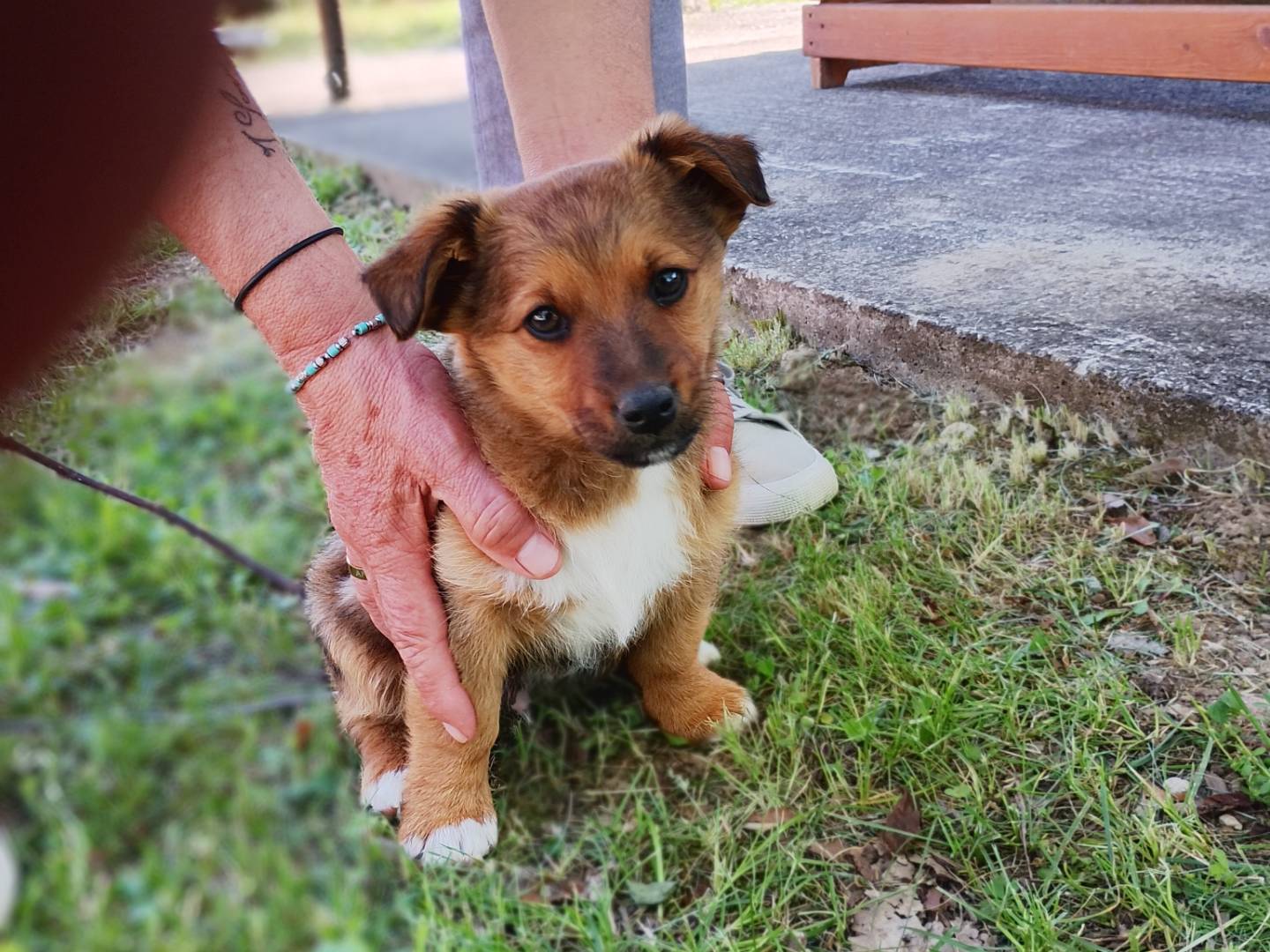 Adotta un cane, maschio, 2 mesi, Frosinone