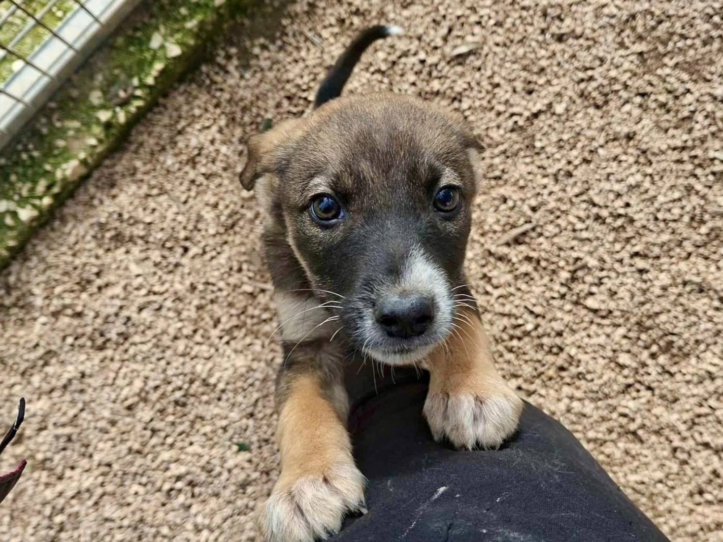 Adozione cane, femmina, Razza sconosciuta Razza sconosciuta, 5 mesi, taglia media, Taranto