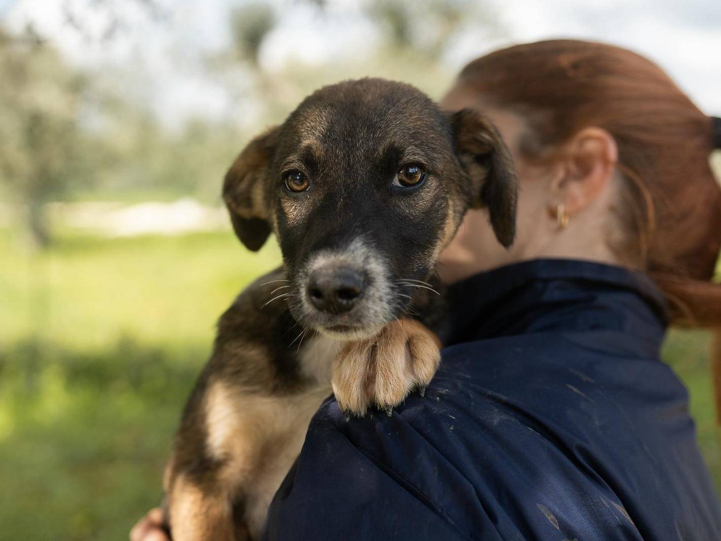 Adotta un cane, femmina, 5 mesi, Taranto