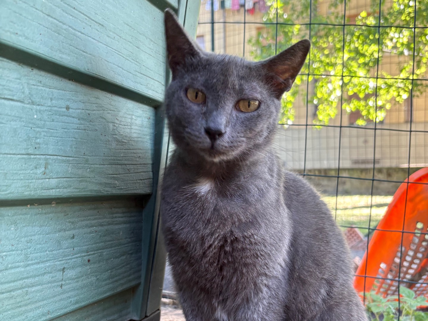 Adozione gatto, femmina, Certosino  Razza sconosciuta, 4 anni e 2 mesi, taglia non valida, Livorno