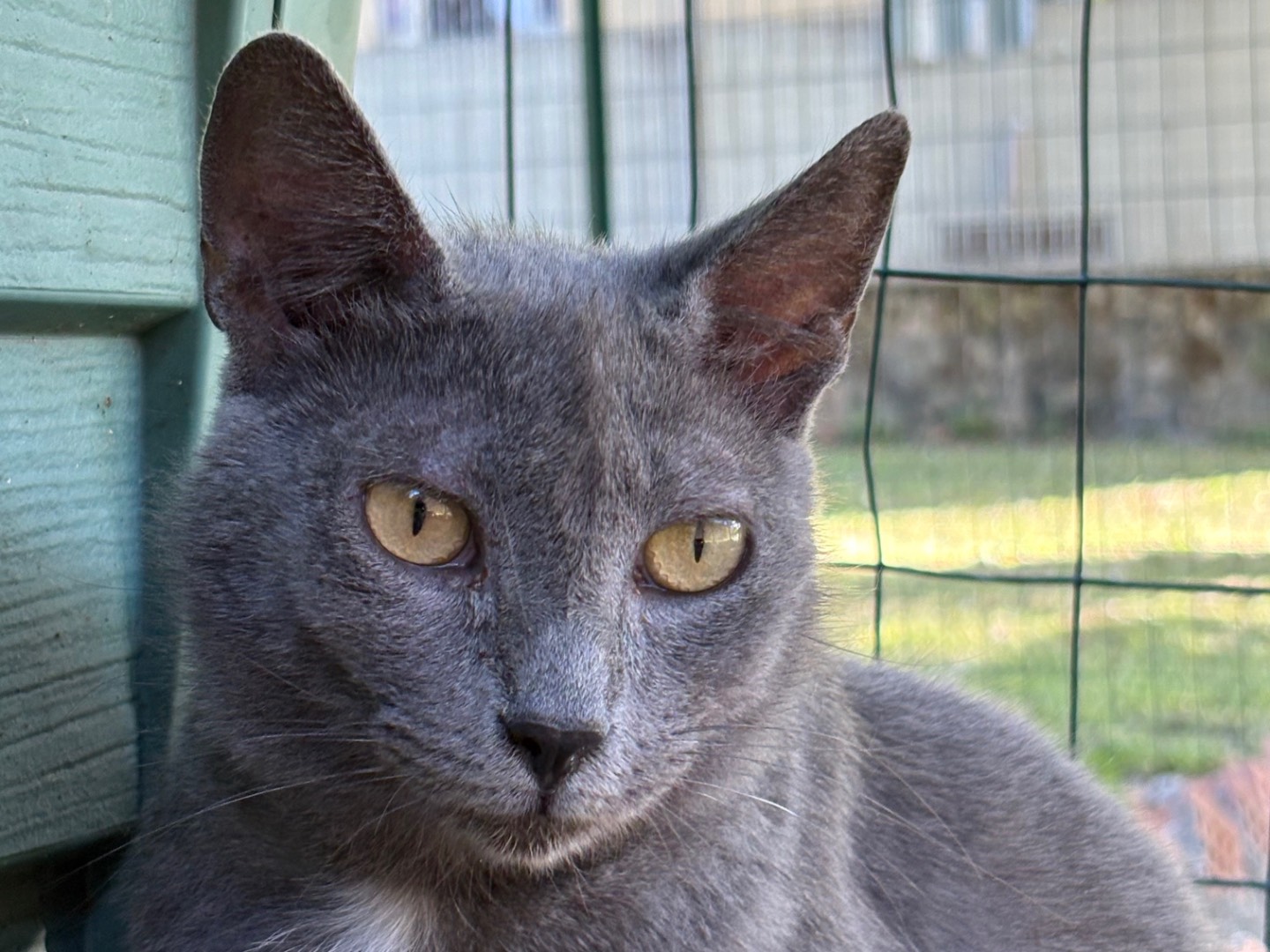 Adotta un gatto, femmina, 4 anni e 2 mesi, Livorno