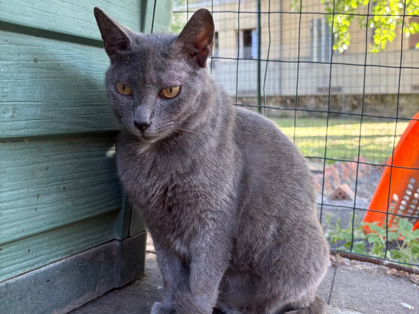 Adotta un gatto, taglia non valida, femmina, Livorno