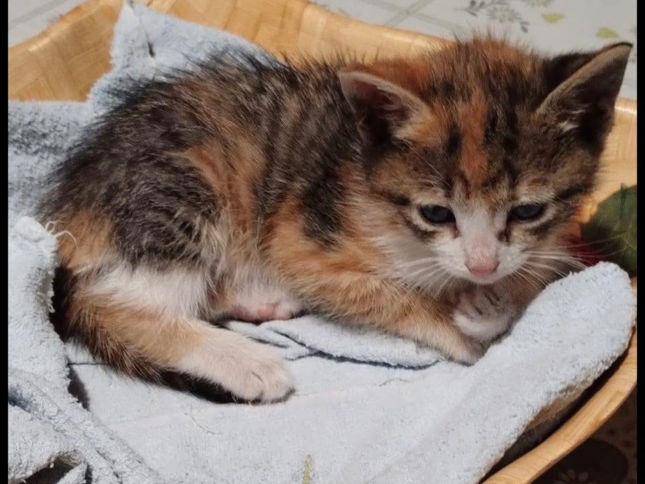 Adozione gatto, femmina, Razza sconosciuta Razza sconosciuta, 2 mesi, taglia non valida, Bari