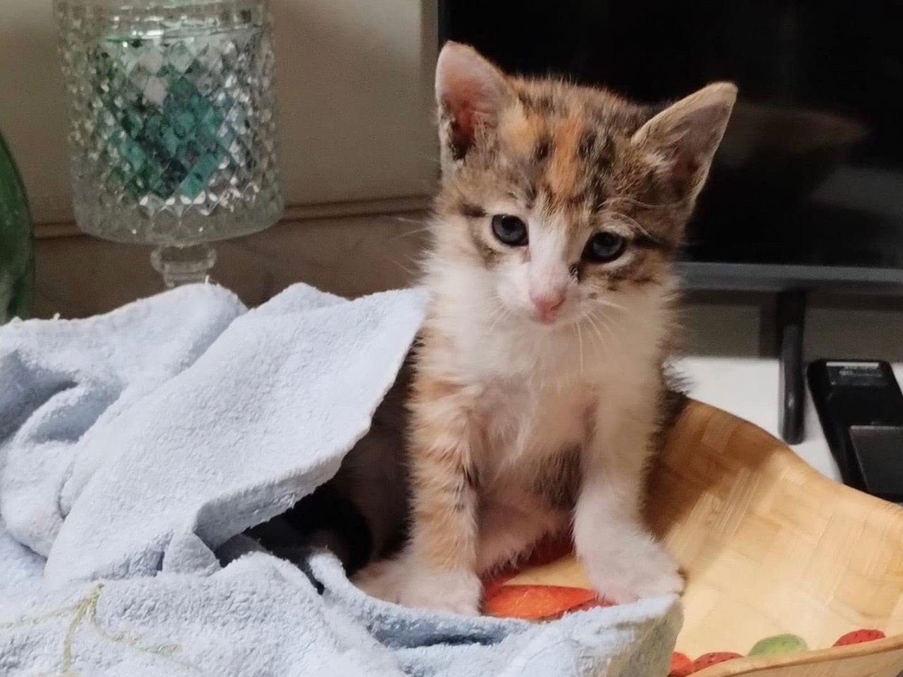Adotta un gatto, femmina, 2 mesi, Bari